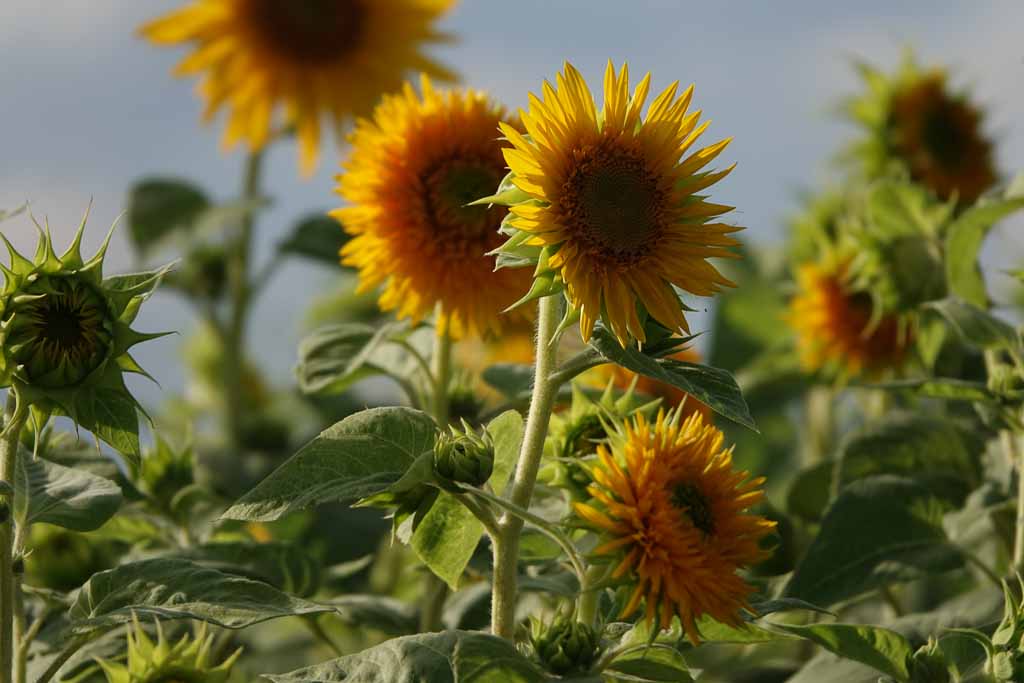 Blumen 2022