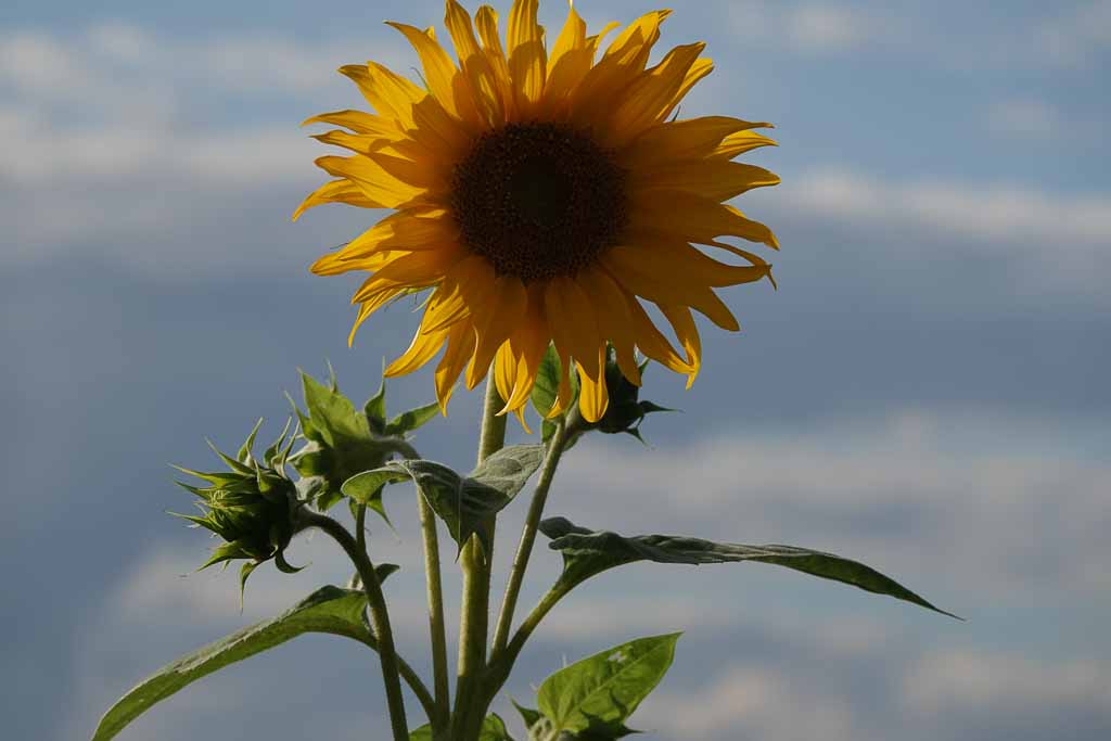 Blumen 2022