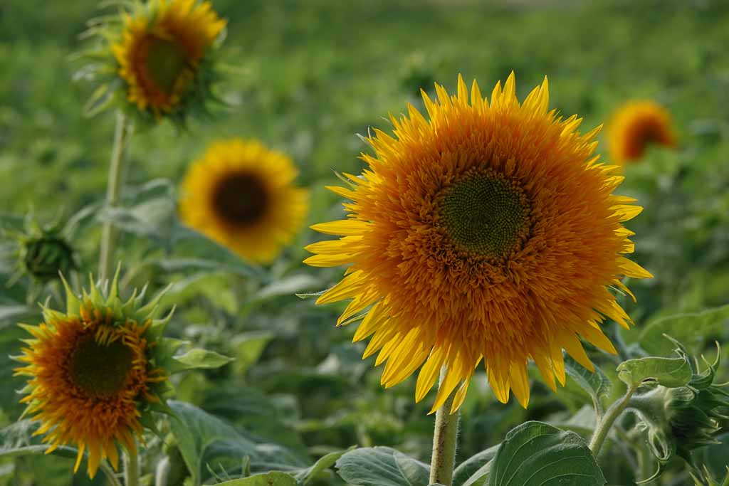 Blumen 2022