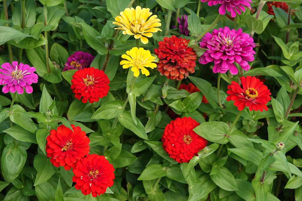 Blumen 2022