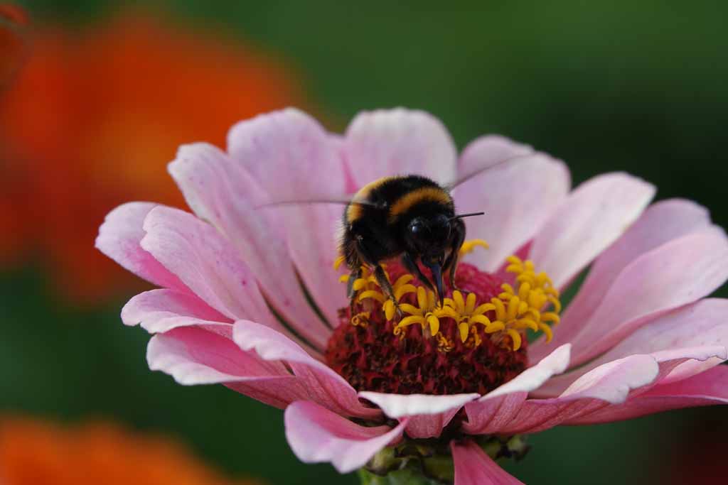 Blumen 2022