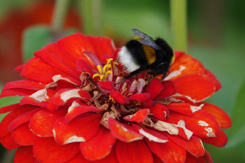 Blumen 2022