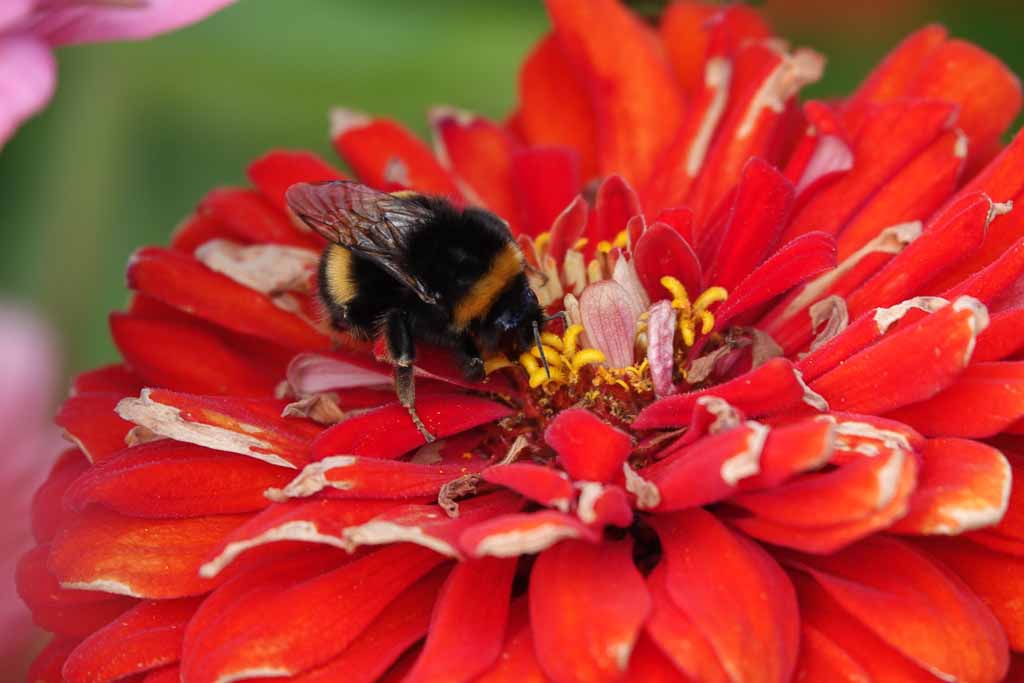 Blumen 2022