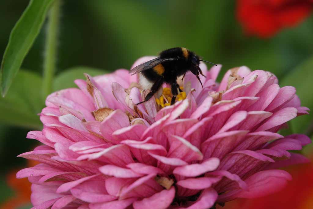 Blumen 2022