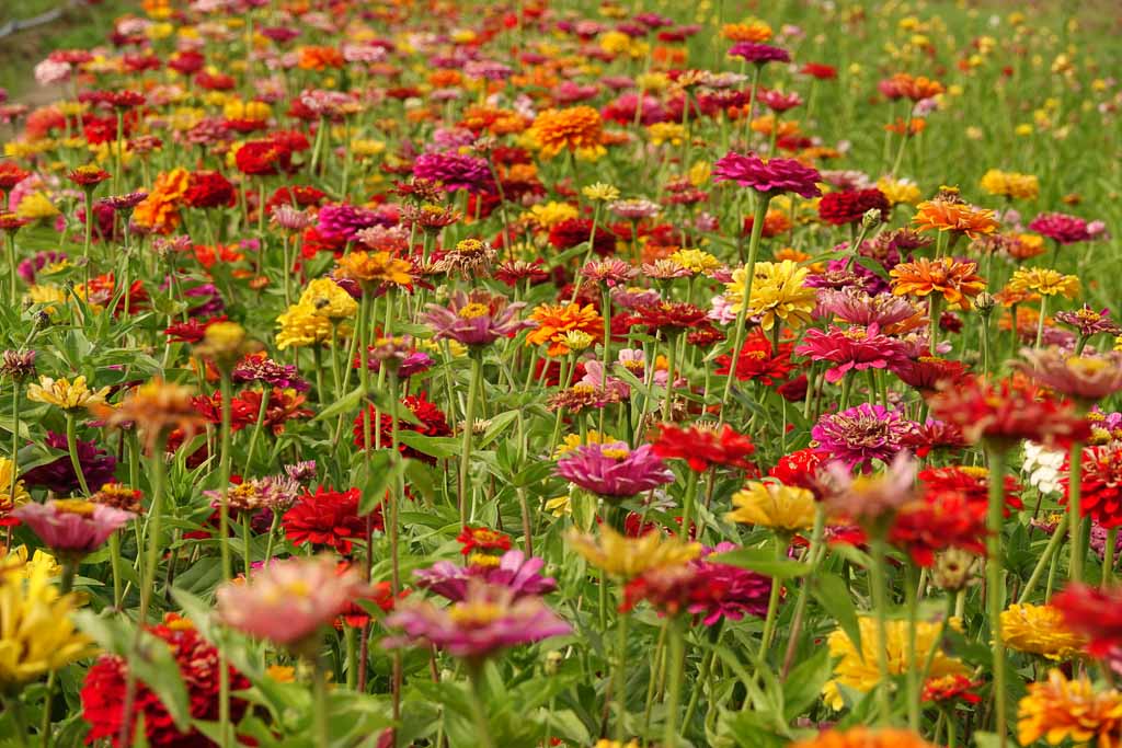 Blumen 2022
